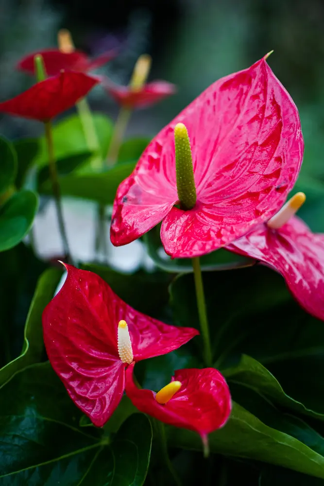 Anthuriums