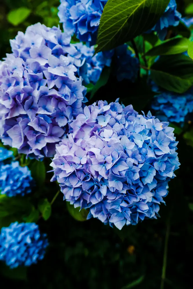 Hydrangeas